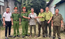 Phát hiện gà lôi trắng quý hiếm khi đi làm rẫy