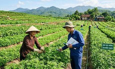 Đẩy mạnh công nghệ, chuyển đổi số, hiện đại hóa y học cổ truyền Việt Nam