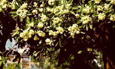 Hương hoa sữa nồng nàn khiến khách Tây có trải nghiệm khó quên ở Hà Nội