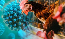 Cúm gia cầm độc lực cao: Những điều cần biết về nguy cơ lây sang người