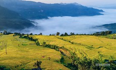 Hồng Thái mùa lúa chín, sắc vàng trải dài giữa biển mây