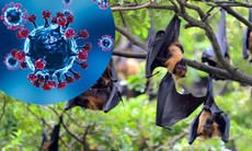 Virus Nipah nguy hiểm thế nào, dấu hiệu nhận biết và cách phòng bệnh