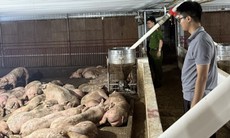 Ngăn chặn 102 con lợn nhiễm bệnh tai xanh đang đưa về Hà Nội tiêu thụ