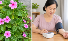 4 bài thuốc dân gian hỗ trợ điều trị tăng huyết áp từ cây dừa cạn