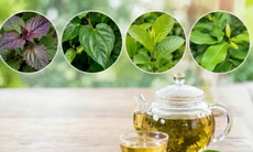 4 cây thuốc nam quanh nhà hỗ trợ kiểm soát acid uric ở người bệnh gout