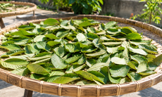 Lá ổi sấy hay phơi nắng tốt hơn để pha trà?
