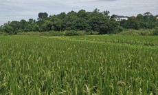 Điều kiện để chuyển đổi, sang nhượng quyền sử dụng đất
