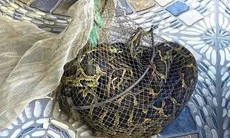 Người dân bắt được trăn đất nặng 9kg khi thăm đồng