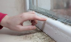Nấm mốc trong nhà liên quan thế nào đến các triệu chứng hô hấp, dị ứng?