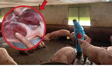 Hơn 10.000 tấn thịt lợn được tạo nạc bằng chất cấm, nguy cơ gây ung thư