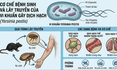 Dịch hạch nguy hiểm thế nào, tại sao chưa tiêm vaccine đại trà?