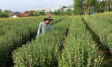 Ở nơi gần 30.000 chậu hoa cúc Tết chưa nở, thương lái đã đặt mua hết