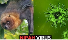 Singapore theo dõi chặt chẽ trường hợp nhiễm virus Nipah tại Bangladesh