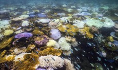 Nắng nóng 3 năm liên tiếp tẩy trắng một nửa rạn san hô toàn cầu