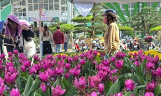 Thông tin mới nhất về thời tiết Tết Nguyên đán trên cả nước