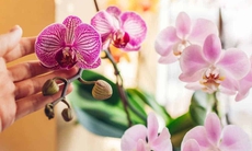 Giữ sắc xuân trọn vẹn: Cách chăm sóc hoa Tết để bền đẹp, tránh rủi ro đầu năm