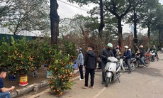 Chở đào quất cồng kềnh dịp Tết có thể bị xử phạt đến 14 triệu đồng