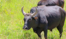 Ngắm đàn bò tót lai vạm vỡ sẵn sàng đón khách du xuân giữa núi rừng Khánh Hòa