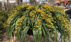 Những điều bí ẩn ít biết về loài hoa lan được mệnh danh 'giấc mộng vua Trần'