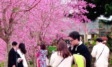 Nơi mùa xuân rực rỡ mai anh đào, hút khách check-in