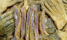 Bộ Y tế vào cuộc vụ người dân nghi ngộ độc sau ăn cá ủ chua