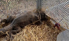 Cận cảnh động vật quý hiếm ‘ăn Tết’