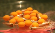 13 người nhập viện sau ăn trứng cá cảnh, Bộ Y tế yêu cầu làm rõ nguyên nhân gây ngộ độc