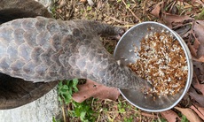 Video: Bồi bổ đặc biệt cho động vật quý hiếm