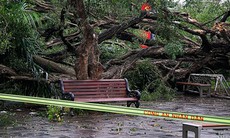 Hà Nội: Cây si cổ tại vườn hoa Lý Tự Trọng gãy đổ, 2 người bị thương