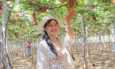 Cận Tết, làng nho ở Khánh Hòa tất bật vào vụ quan trọng nhất năm, nông dân kỳ vọng Tết đủ đầy