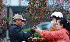 Hoa Tết rực rỡ sắc xuân, người Hà Nội rục rịch sắm Tết