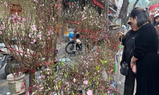 Tiểu thương buôn đào quất tất bật những ngày giáp Tết