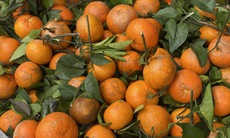 Quýt sim ‘xả’ đầy chợ, giá rẻ chỉ hơn chục nghìn đồng/kg dịp cận Tết Nguyên đán