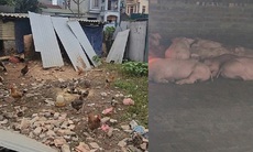 Hà Nội: Người dân xã Phù Đổng khổ vì mùi hôi từ chuồng lợn sát khu dân cư