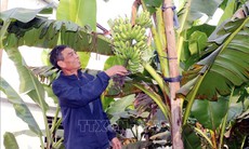 Đặc sản chuối tiến Vua dịp Tết khan hiếm