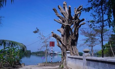 Phường ở Huế lên tiếng về thông tin cây cổ thụ tại khu vực di tích bị cắt tỉa quá mức 