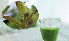 Nước lá mơ có tác dụng gì?