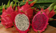 7 lợi ích sức khỏe của quả thanh long có thể bạn chưa biết