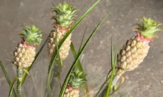 Vì sao dứa cảnh mini giá nửa triệu một bó vẫn được săn tìm?