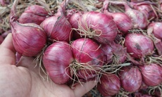 Giá hành củ giảm sâu, người dân đổ xô mua tích trữ: Bảo quản sao cho không bị hỏng?