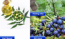 Chăm sóc da đầu khoa học: Vì sao dược liệu trở thành xu hướng trong chuẩn chăm sóc tóc mới