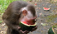 Video: Động vật quý hiếm thích thú ăn món ‘khoái khẩu’ sớm hồi phục sức khỏe