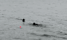 Hà Nội: Cảnh sát bơi ra Hồ Tây cứu thanh niên gặp nguy hiểm