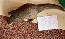 Khánh Hòa đấu tranh quyết liệt nạn xâm phạm động vật nguy cấp, quý hiếm