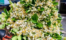 Hoa bưởi xuống phố ngày Rằm tháng Giêng