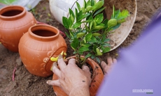 Sau Tết, nhà vườn cây cảnh Hưng Yên tất bật vào mùa ươm trồng mới