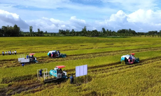 Doanh nghiệp, hiệp hội chung tay giữ nhịp sản xuất nông nghiệp