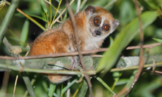 Video: Kỳ thú khoảnh khắc thả động vật quý hiếm về rừng