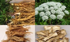 3 bài thuốc sắc trị mụn trứng cá