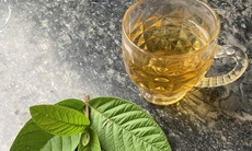 Uống trà lá ổi hàng ngày có tốt không?